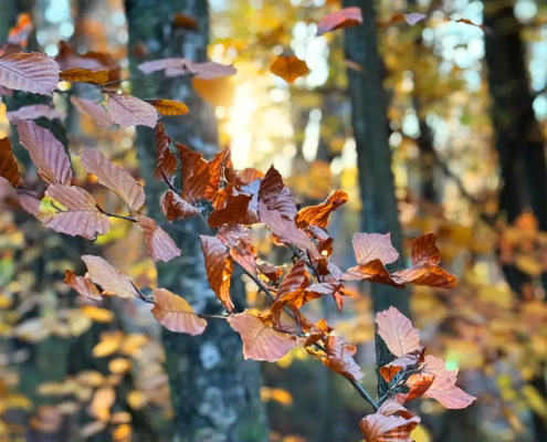 Darßer Wald Bild Darßer Wald