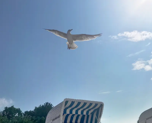 Möwe am Strand Bild Möwe am Strand